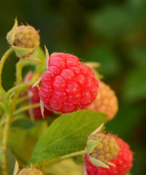 raspberries-1634829